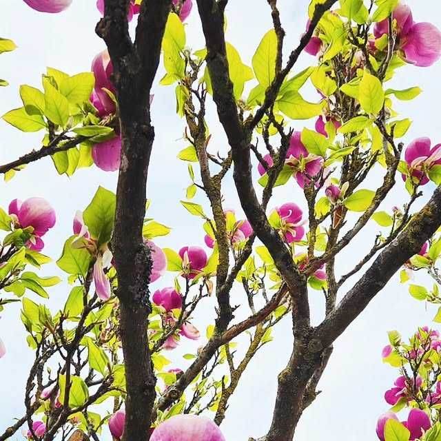 rosa magnoliablommor och grenar som sträcker sig mot himmel